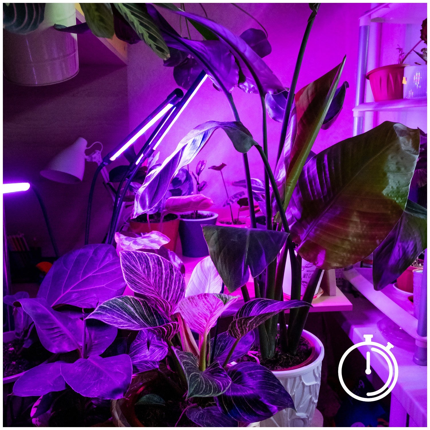 Lampa LED Do Wzrostu Uprawy Roślin na Klips POTRÓJNA TIMER + ZASILACZ