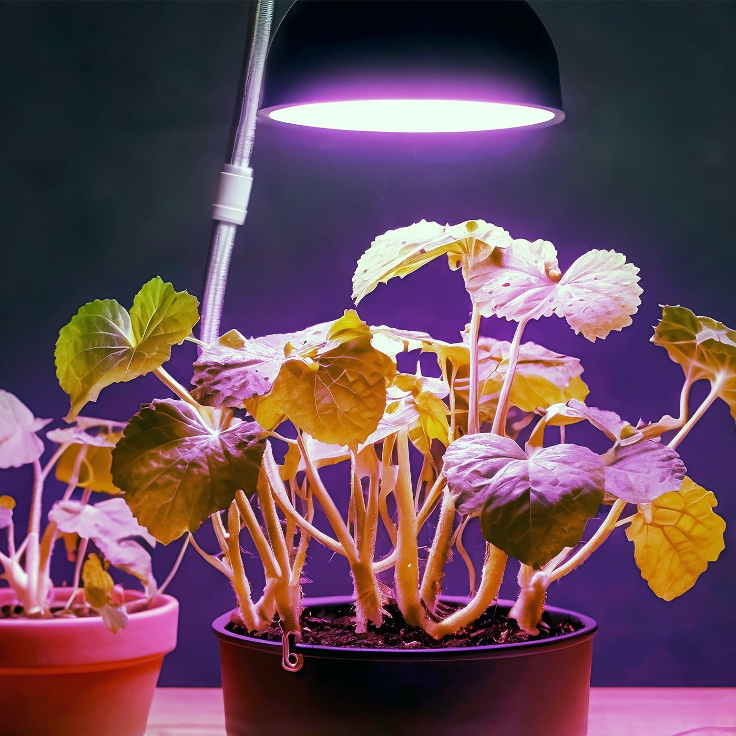 Czarna żarówka LED do uprawy roślin 7W E27 – doświetlanie, wzrost i fotosynteza, światło do roślin - LAITICA