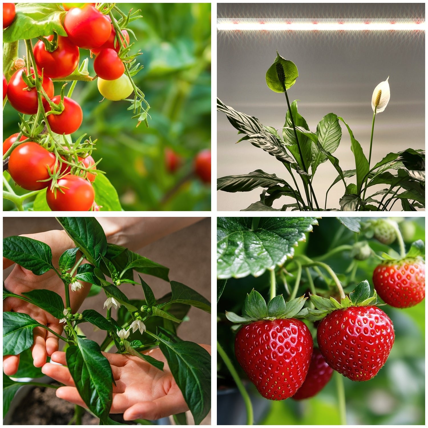 Kabel Zasilający 3m do Lamp LED do Wzrostu Roślin Czasomierz - LAITICA