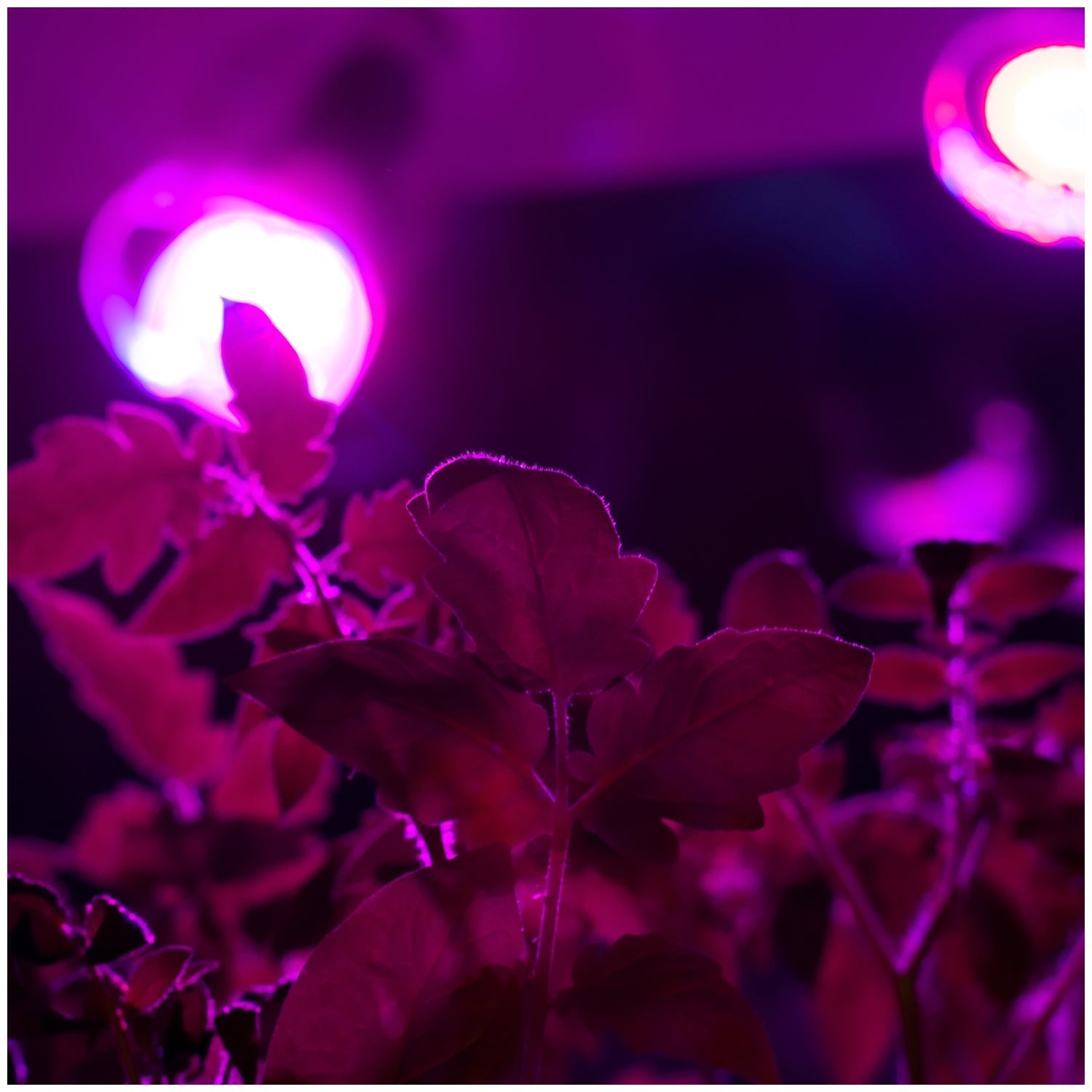 Lampa Do Roślin na E27 do Uprawy na Klips Czarna Uchwyt do żarówki - LAITICA