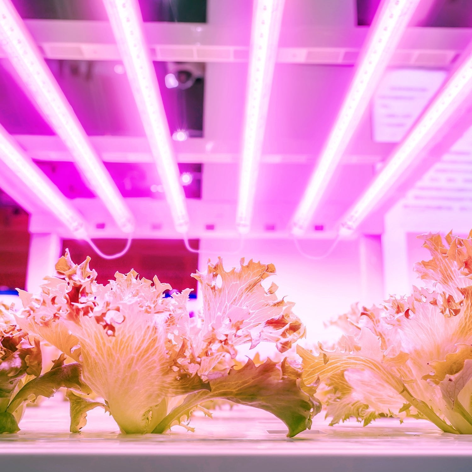 Lampa LED do roślin 17W (2x8,5W) pełne spektrum, 180° kąt świecenia, 230V, łączona do 21 szt., PPF – doświetlanie upraw domowych i growboxów - LAITICA