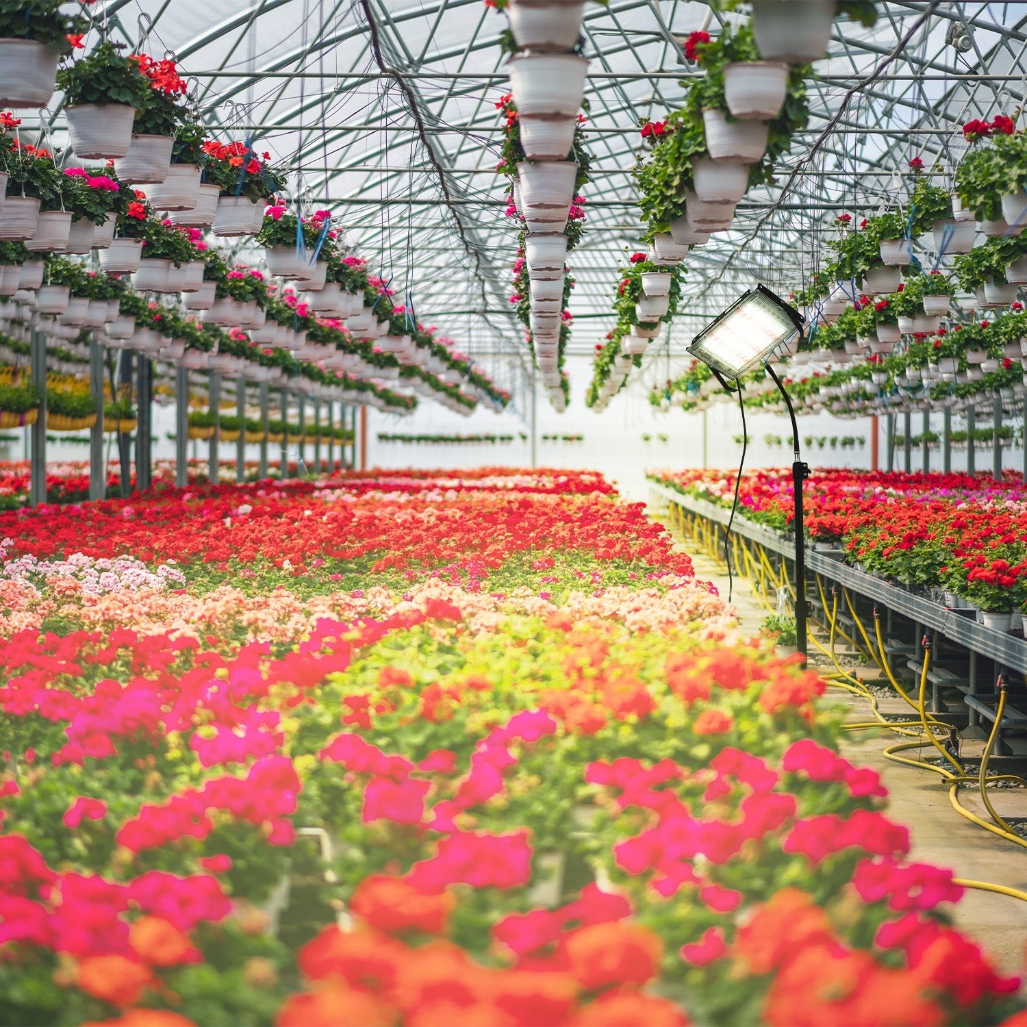 Lampa LED do roślin 45W na statywie, 5000K światło dzienne, 180° kąt świecenia, IP65 – doświetlanie roślin domowych i upraw - LAITICA