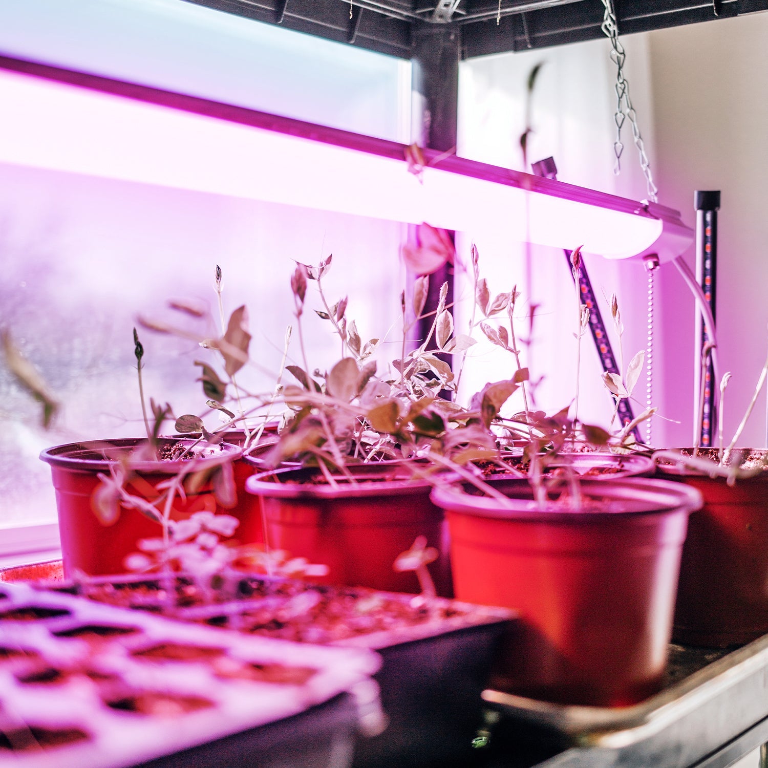 Lampa LED do roślin 9W trójpasmowa, pełne spektrum wzrostu, 180° kąt świecenia, 230V – doświetlanie roślin domowych, ziół i upraw indoor - LAITICA