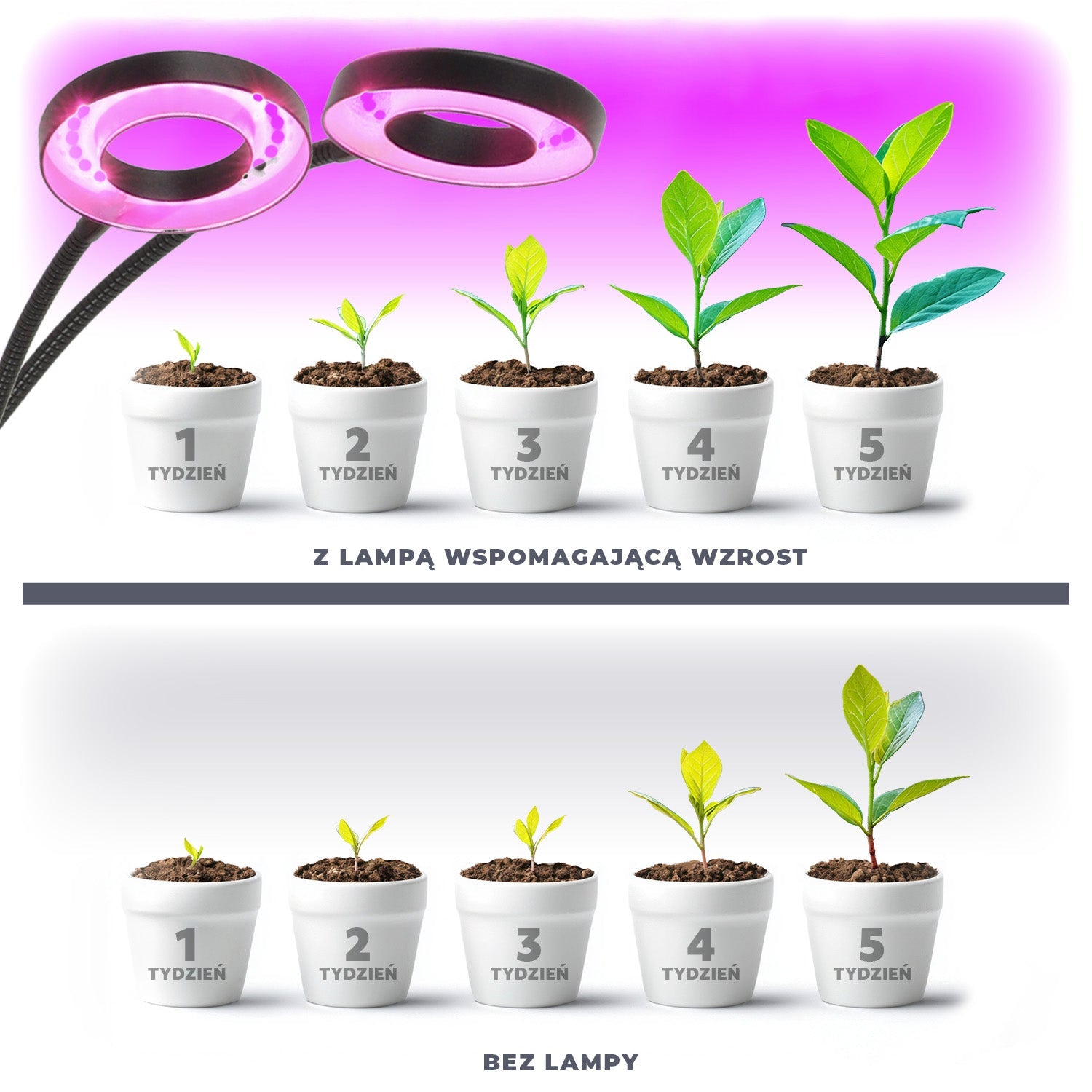 Lampa LED do roślin z klipsem 8W – wzrost i kwitnienie, 2 ramiona, timer - LAITICA