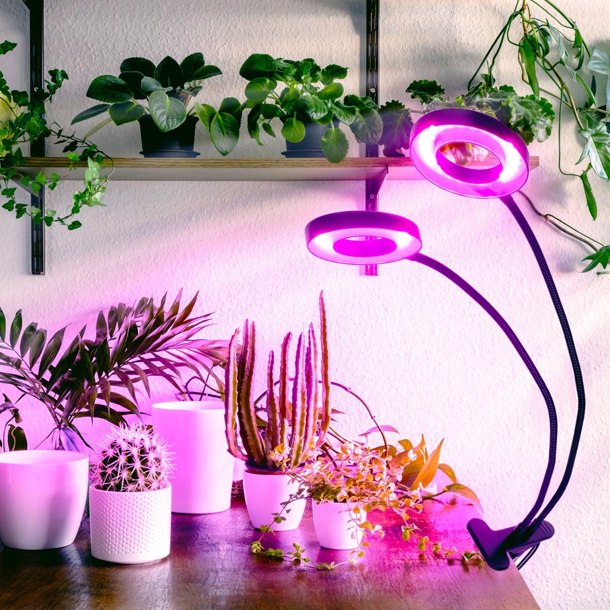 Lampa LED do roślin z klipsem 8W – wzrost i kwitnienie, 2 ramiona, timer - LAITICA