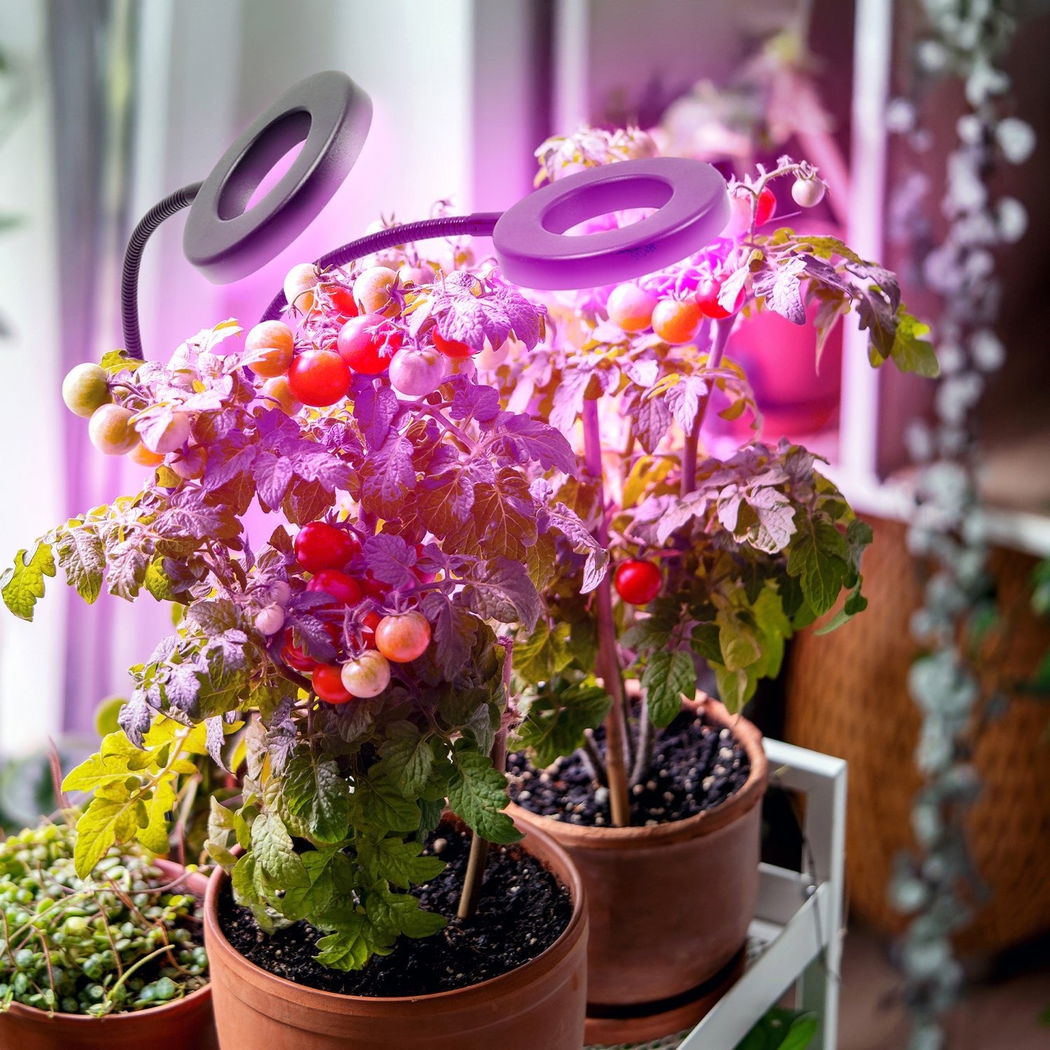 Lampa LED do roślin z klipsem 8W – wzrost i kwitnienie, 2 ramiona, timer - LAITICA