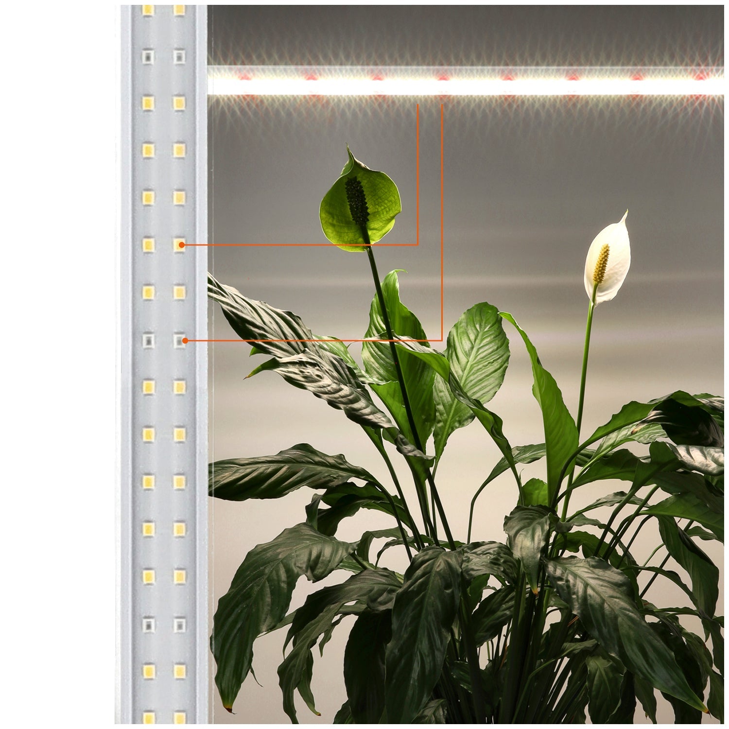 Lampa LED do Uprawy Roślin 15W Listwa 60cm Oświetlenie LED Do Wzrostu - LAITICA