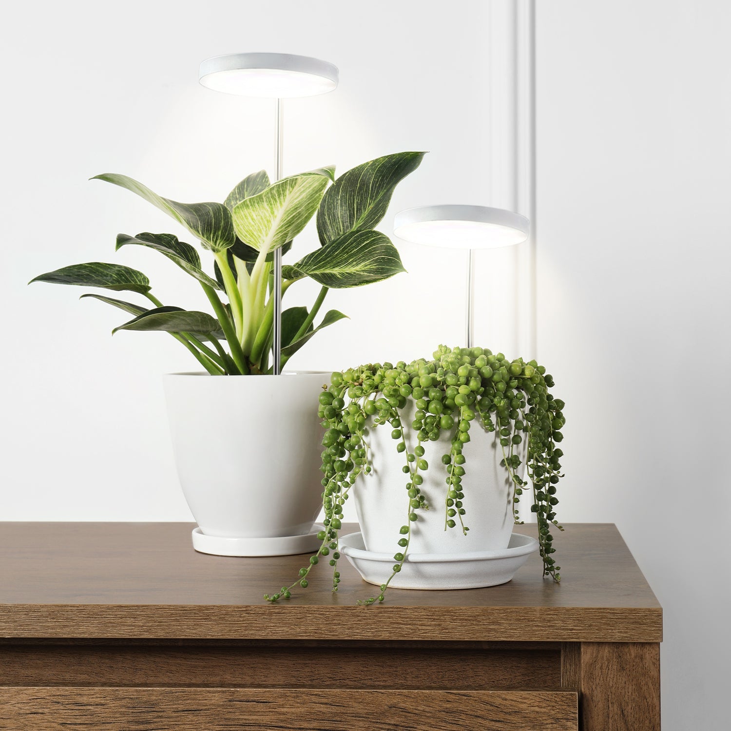 Lampa LED DO WZROSTU ROŚLIN 10W regulacja TIMER biała DO UPRAWY ściemniana - LAITICA