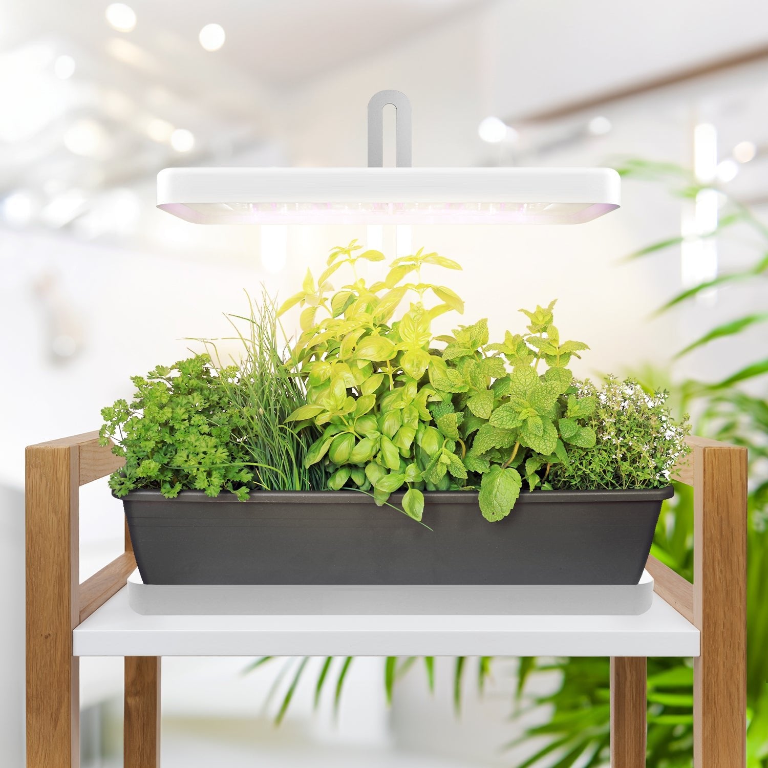 Lampa LED DO WZROSTU ROŚLIN 20W regulacja TIMER biała DO UPRAWY adapter - LAITICA