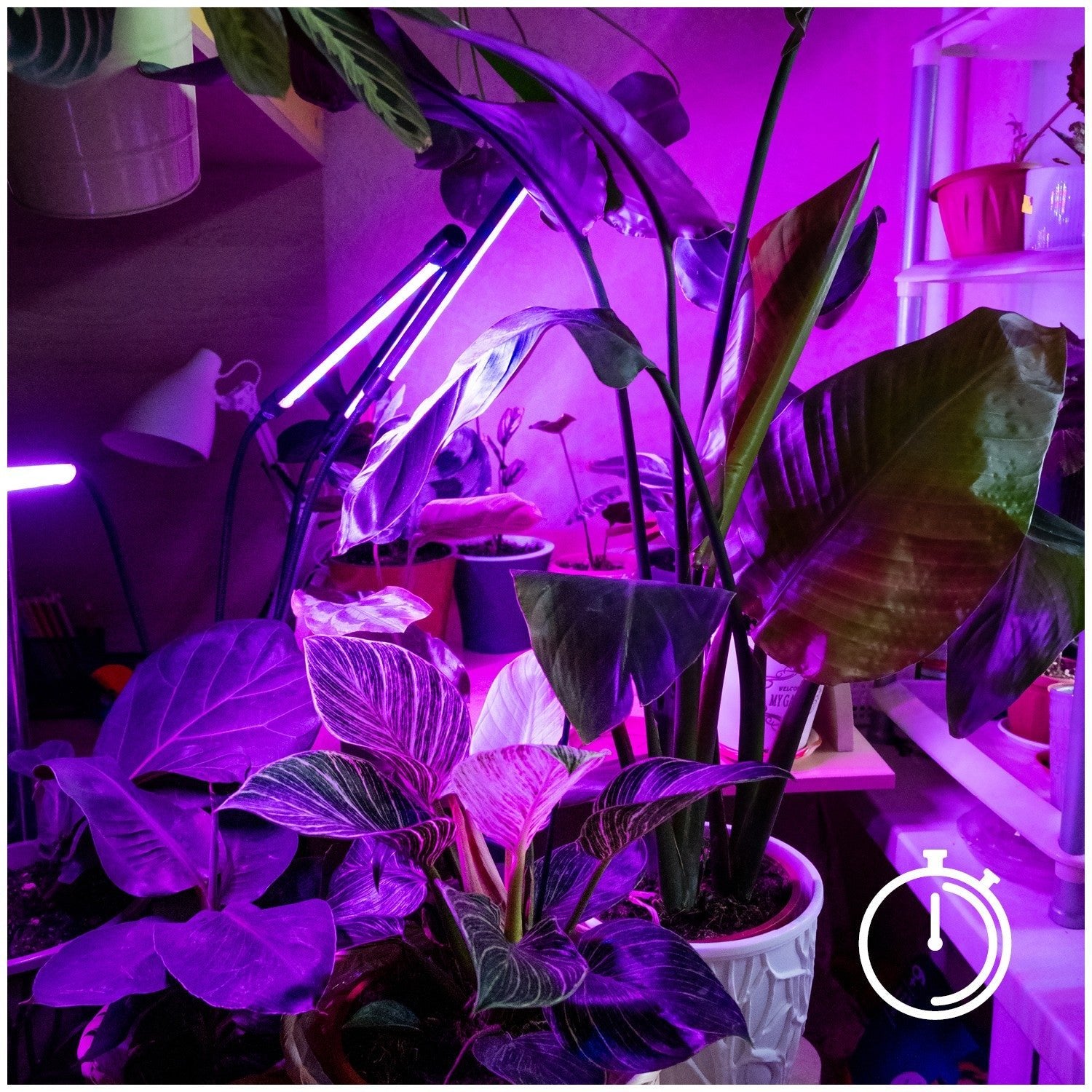 Lampa LED Do Wzrostu Uprawy Roślin na Klips POTRÓJNA TIMER + ZASILACZ - LAITICA