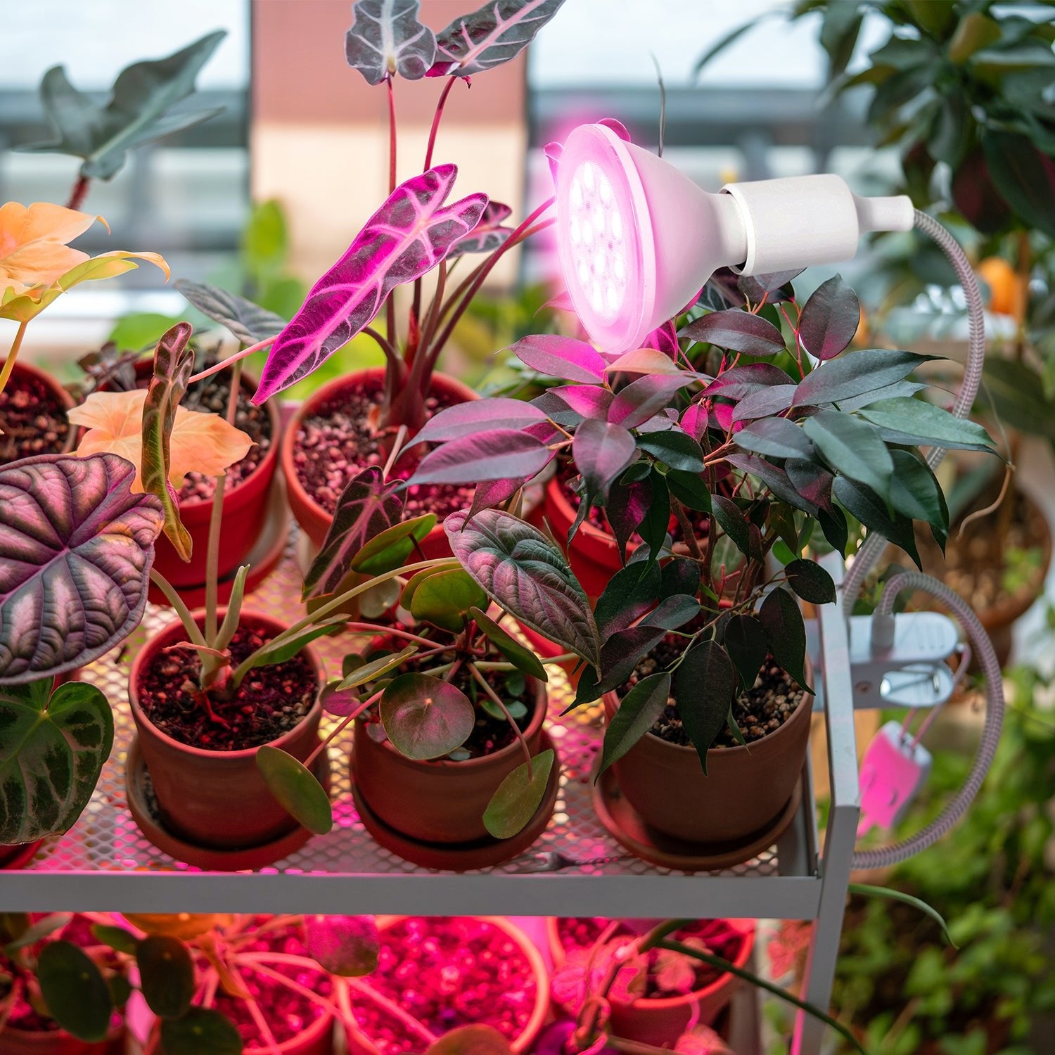 Podwójna lampa do roślin 2xE27 na klips – uchwyt na dwie żarówki, biała - LAITICA