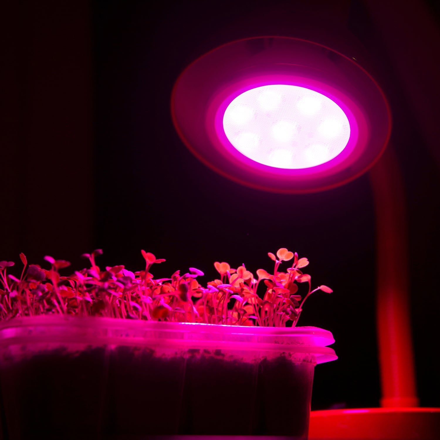 Żarówka LED 7W E27 do Uprawy Roślin – Doświetlanie Wzrostu - LAITICA