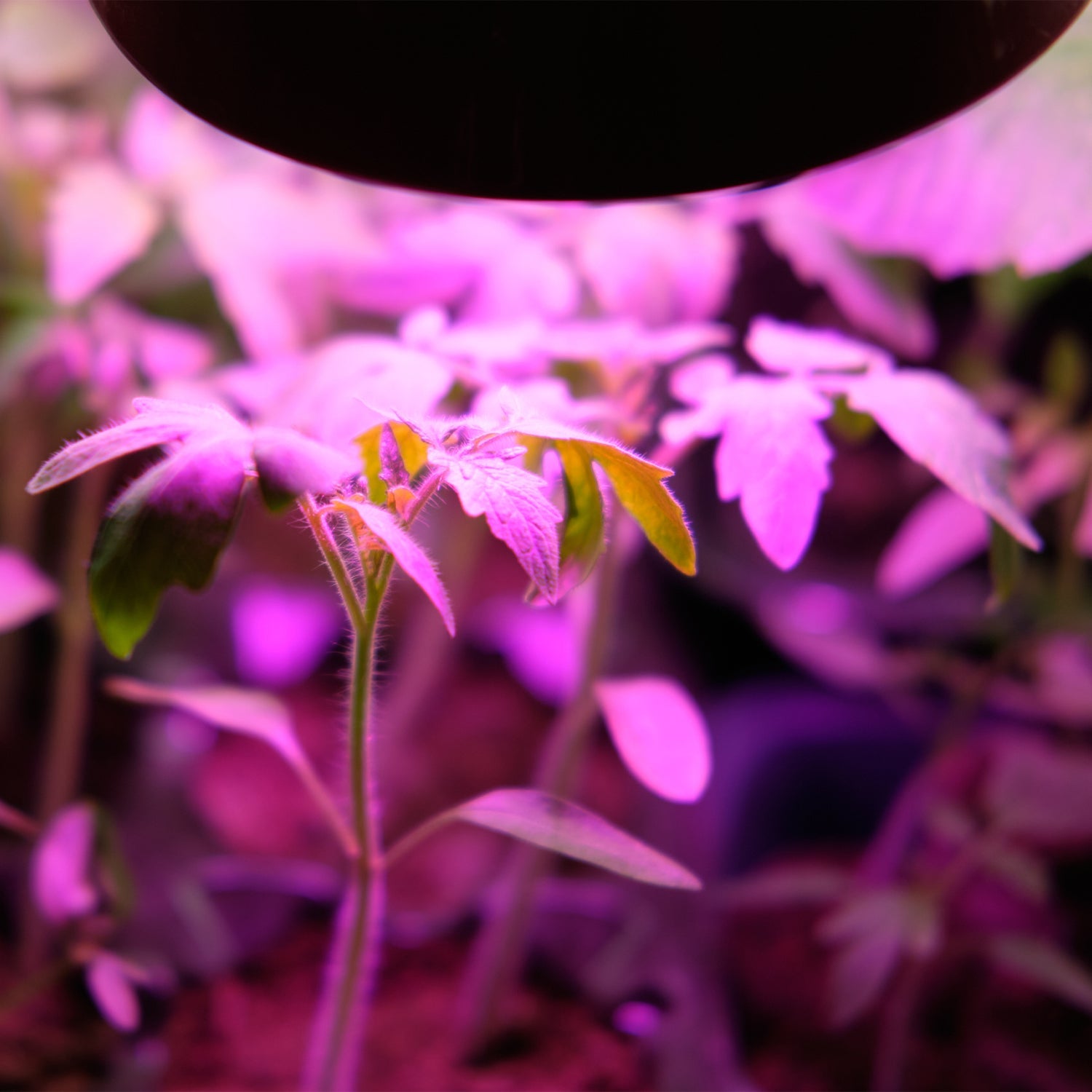 Żarówka LED 7W E27 do Uprawy Roślin – Doświetlanie Wzrostu - LAITICA