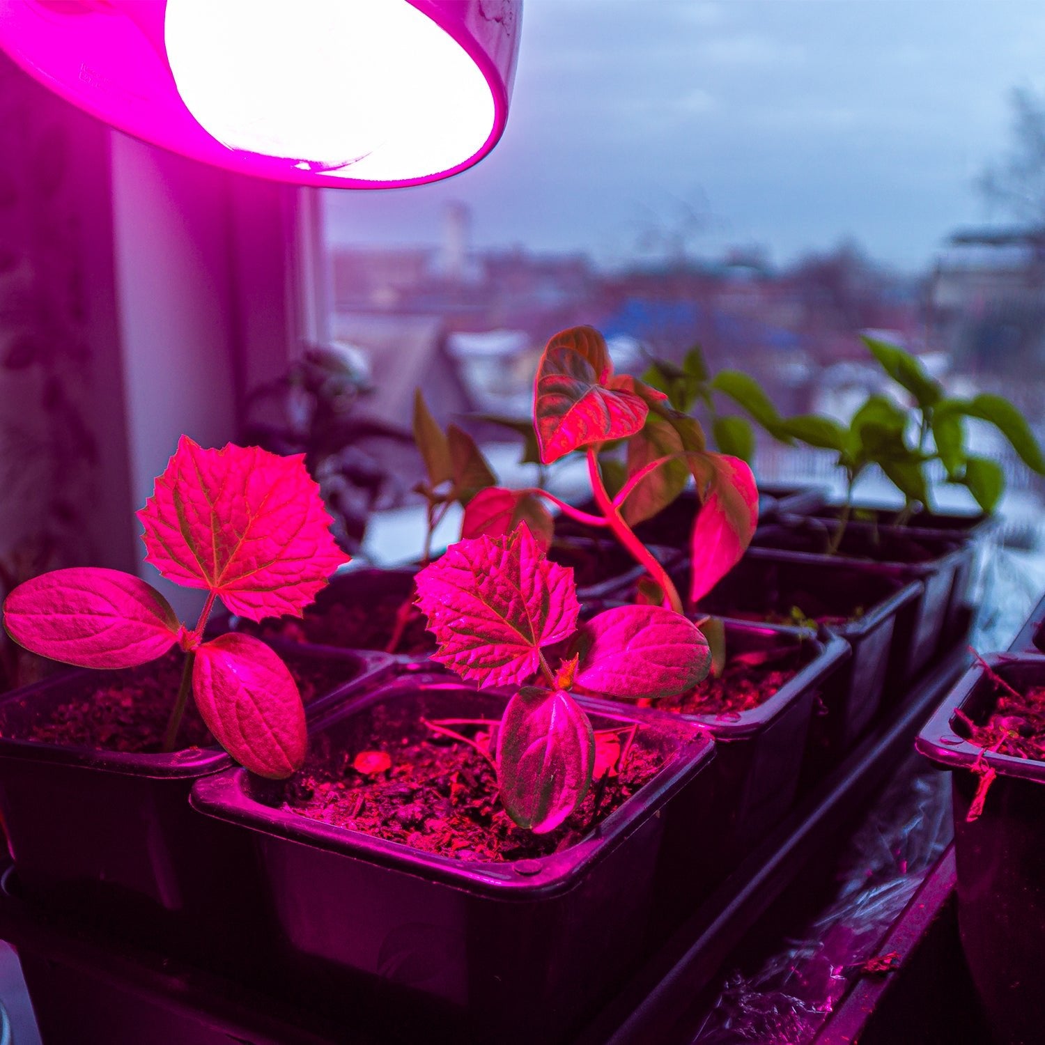 Żarówka LED do roślin E27 11W – wzrost, kwitnienie i doświetlanie roślin - LAITICA