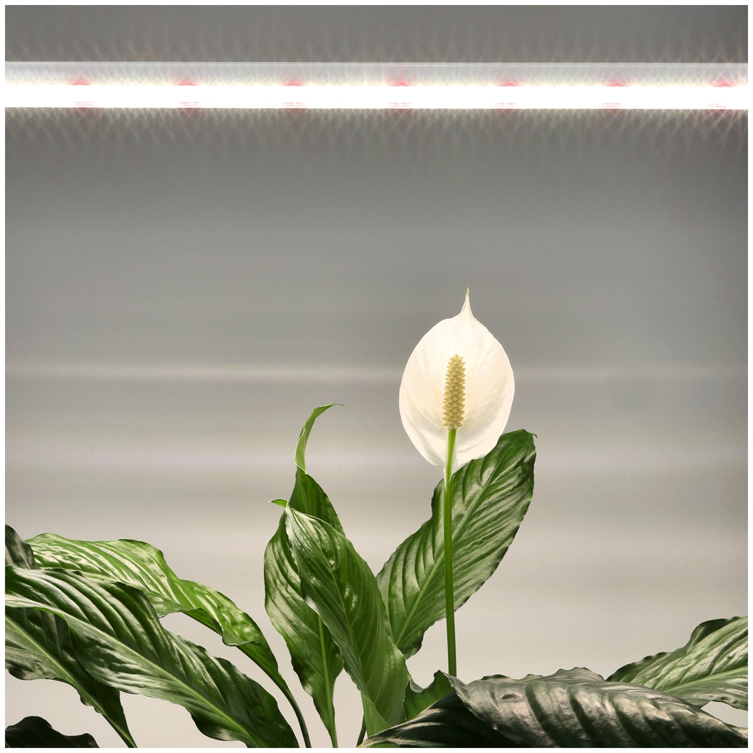 Lampa LED do Uprawy Roślin 15W Listwa 60cm Oświetlenie LED Do Wzrostu