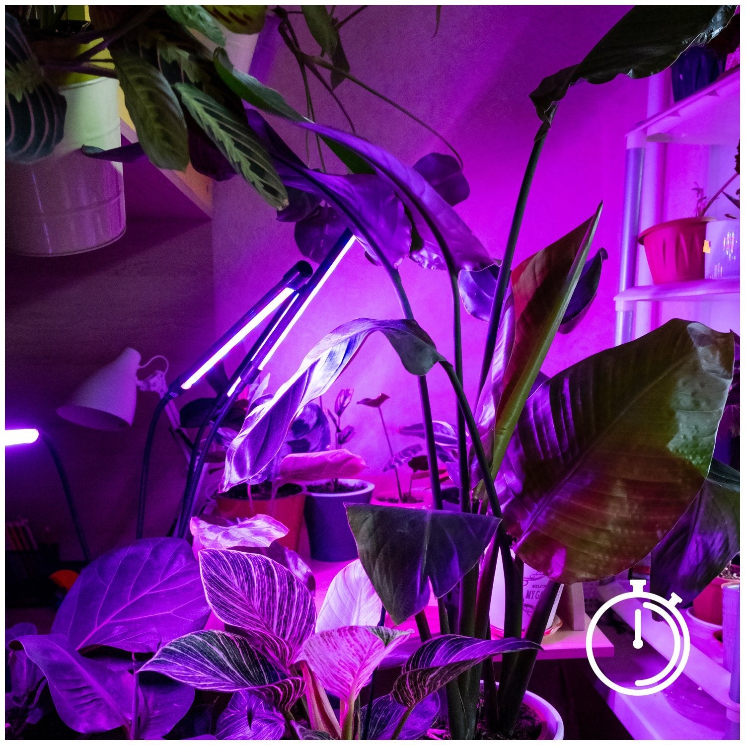 Lampa Do Uprawy Wzrostu Roślin Na Statywie Stojąca 30W TIMER + zasilacz - LAITICA